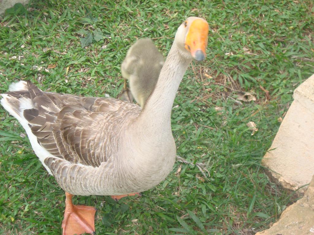 Hotel Fazenda Floresta Do Lago Сокорру Экстерьер фото