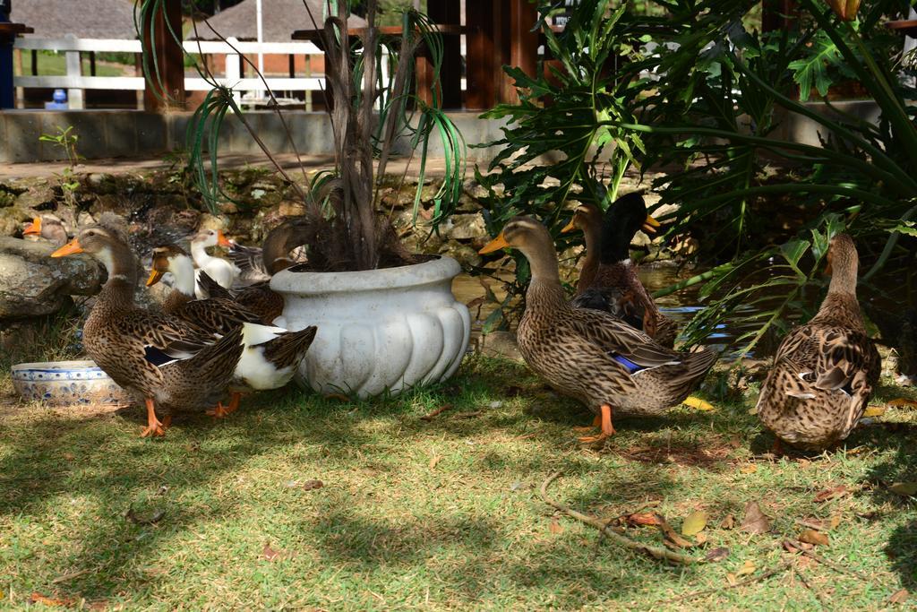 Hotel Fazenda Floresta Do Lago Сокорру Экстерьер фото